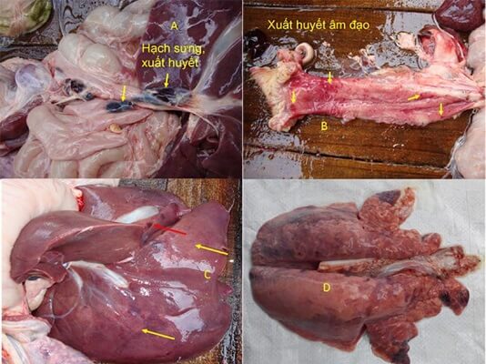 bệnh tích bệnh tai xanh trên heo