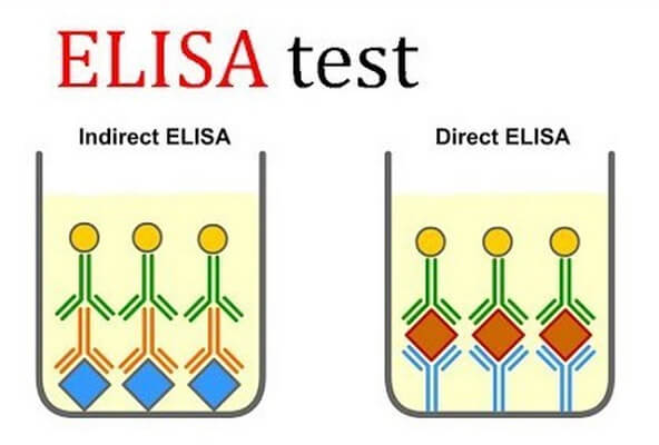 chẩn đoán heo tai xanh bằng elisa test