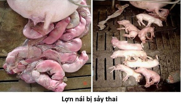 dấu hiệu tai xanh trên heo nái mang thai
