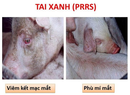 dấu hiệu tai xanh trên heo thịt