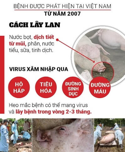 đường lây truyền bệnh tai xanh ở heo