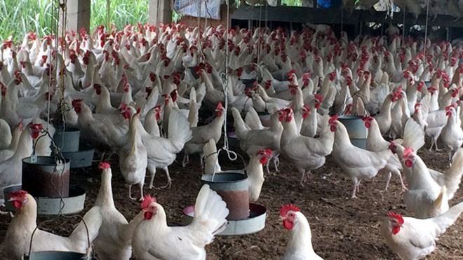 Cơ hội cho doanh nghiệp Việt thúc đẩy xuất khẩu sang thị trường đầy tiềm năng.